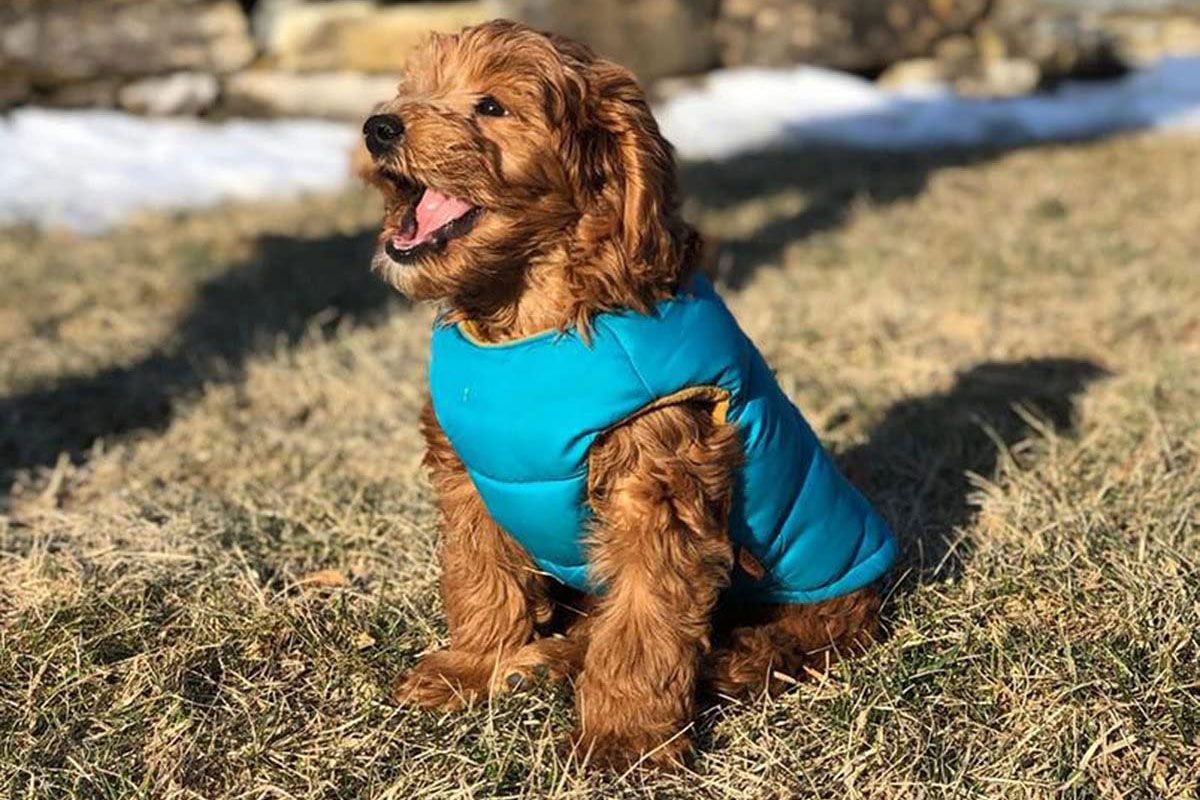 The Stylish $33 Gooby Padded Dog Vest Will Keep Pups Warm – PEOPLE