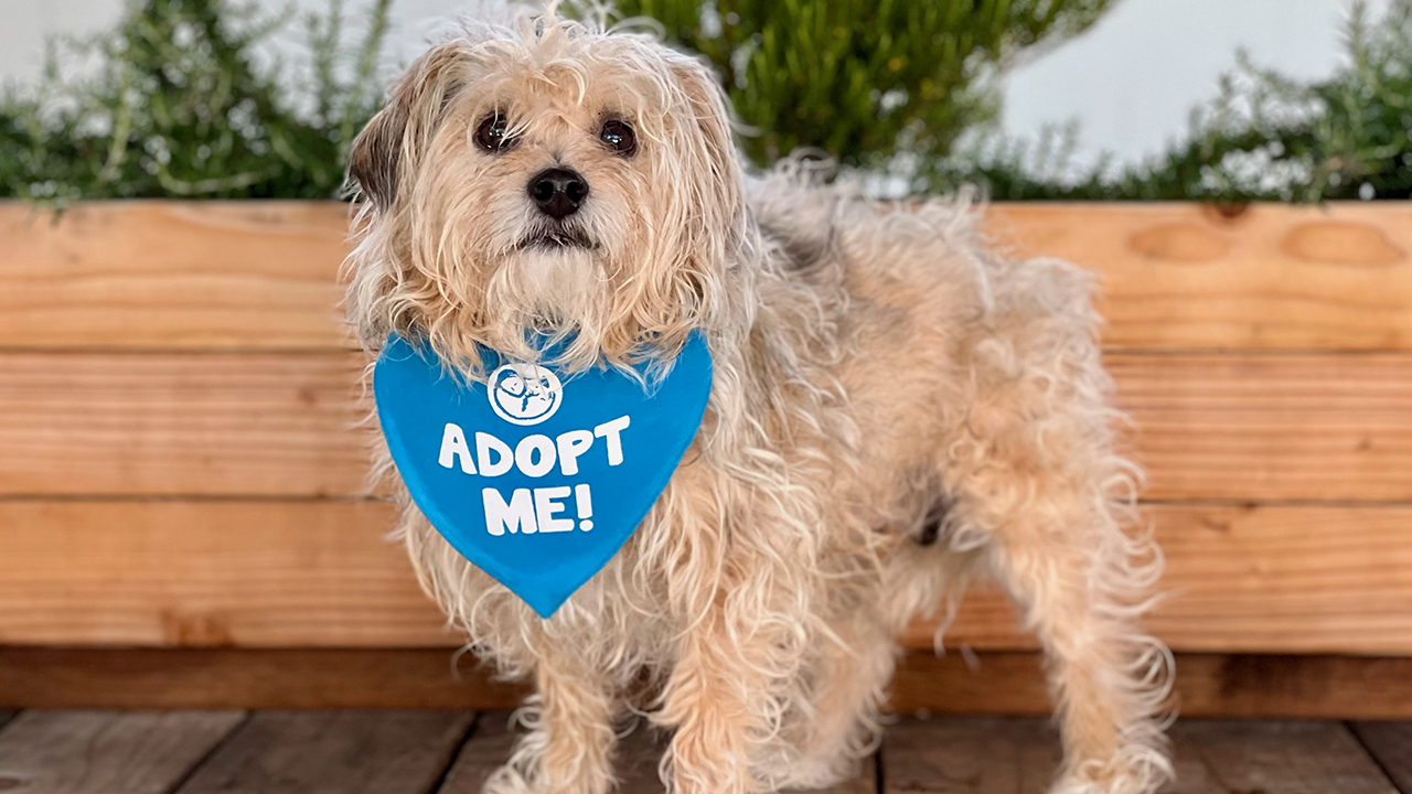 California dog rescue brings comfort to seniors as well as to their furry friends – Fox News