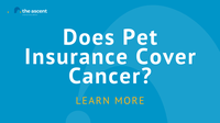 Cancer Coverage & Pet Insurance | The Ascent – The Motley Fool