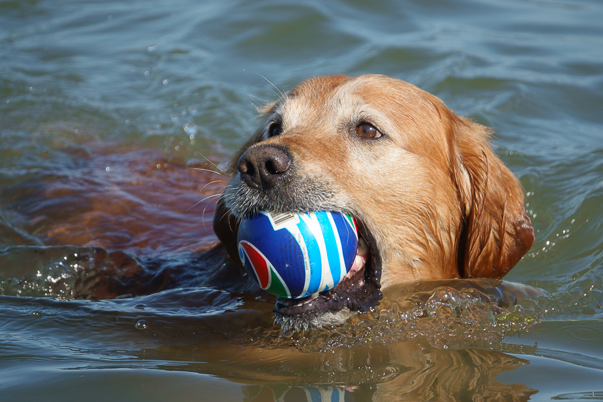 Hot Diggity! It’s a Day Just for Dogs! – crawfordcountynow.com