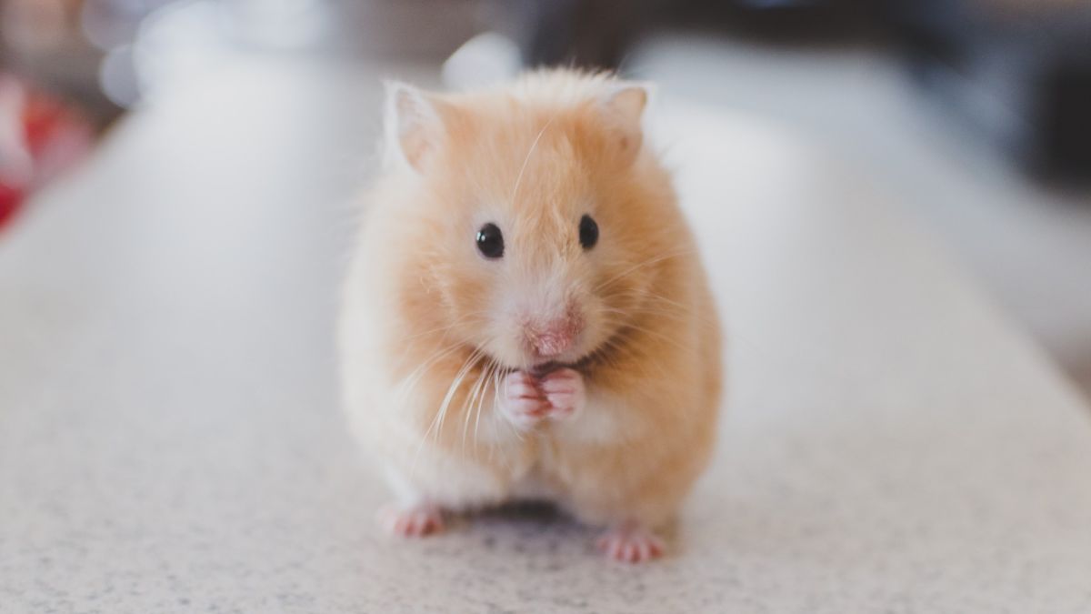 How long do hamsters live? Life cycle of a domestic hamster – PetsRadar