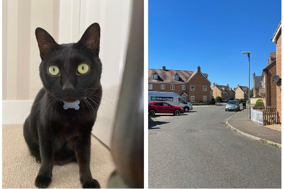 Call for traffic calming measures in Biggleswade after beloved pet killed by car – Biggleswade Today