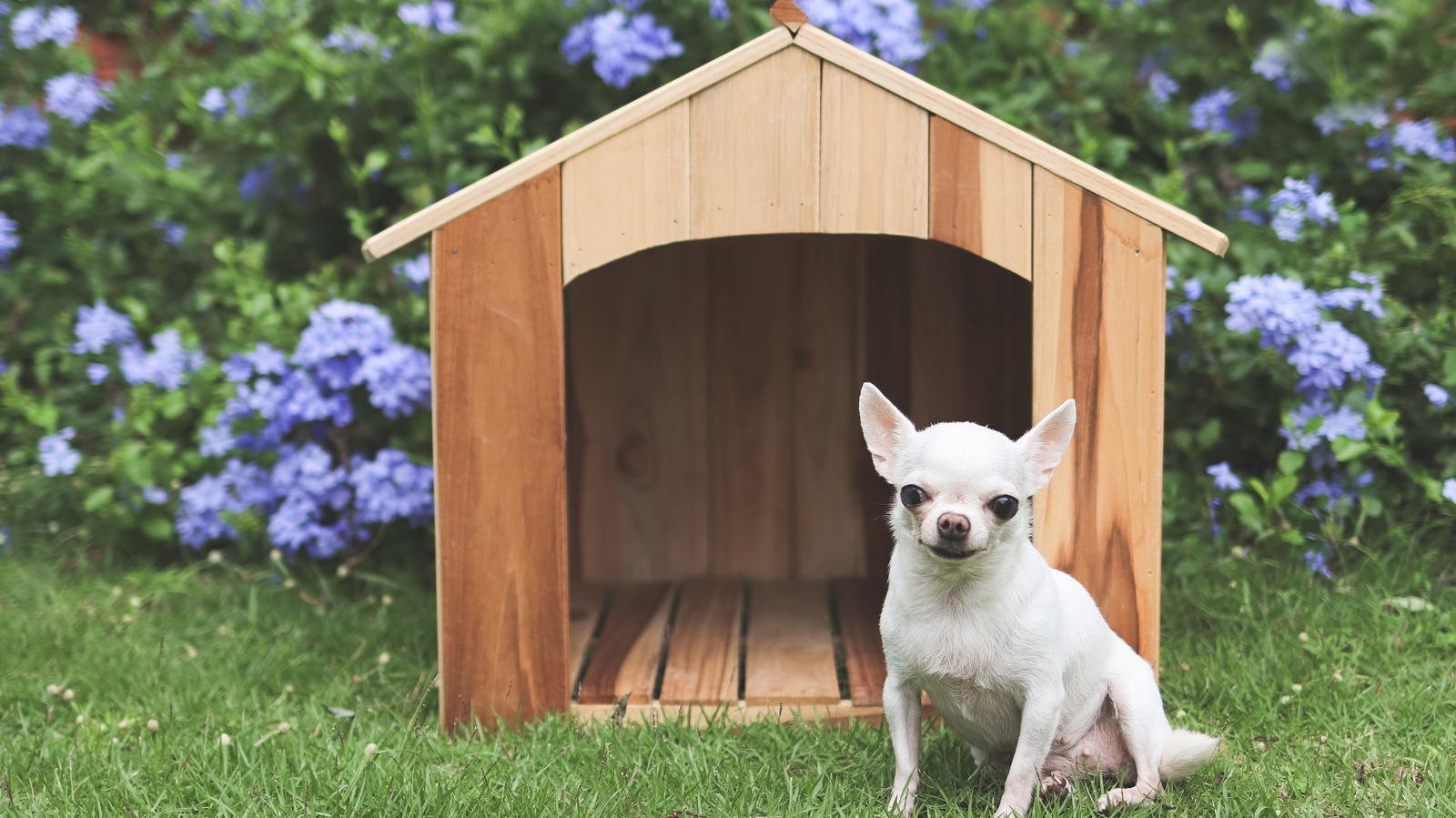 What To Consider When Building Or Buying A Dog House – House Digest