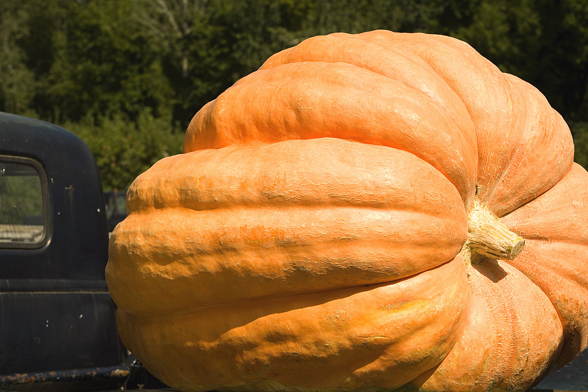 Man Paddles 38 Miles in Hollowed-Out Pumpkin – PopCrush