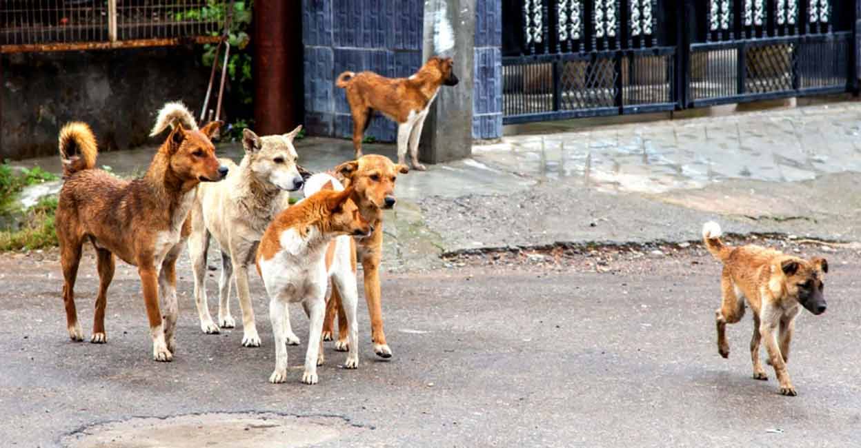 Anti-rabies serum administration crucial after dog bite: Health experts | Anti-Rabies Vaccine | Lifestyle Health | English Manorama – Onmanorama