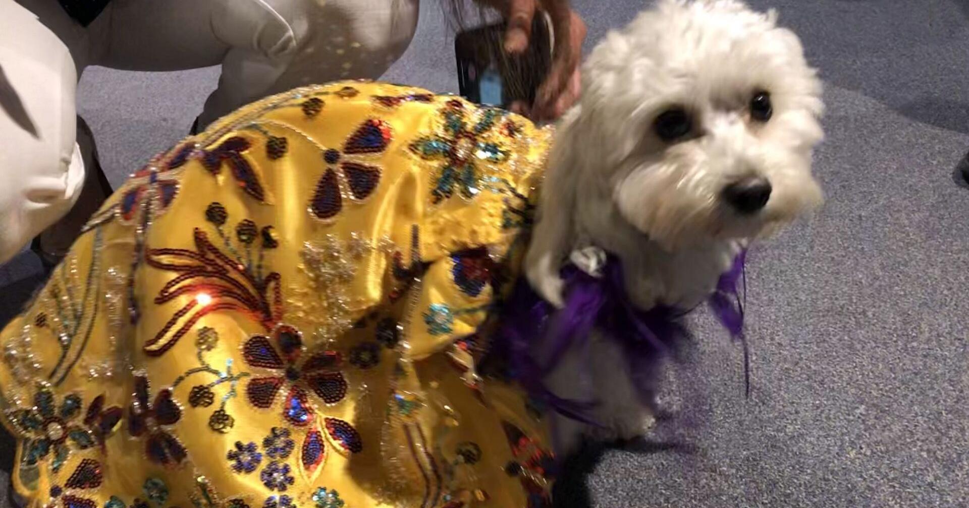 Berks pup hits runway at New York Fashion Week – 69News WFMZ-TV