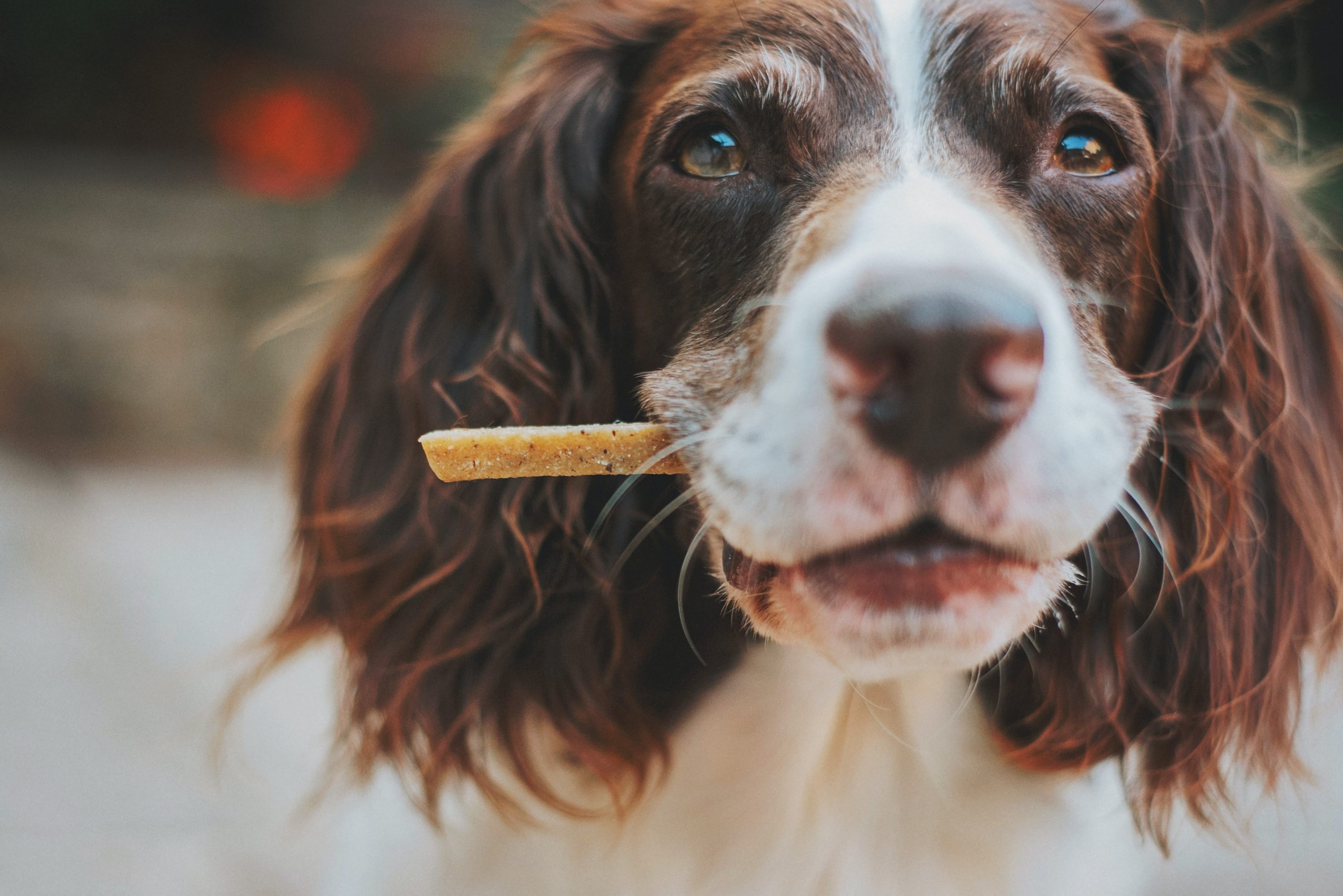 Just 37% of dogs always respond to their name — compared to 52% that jump up for the word 'treat' – Study Finds