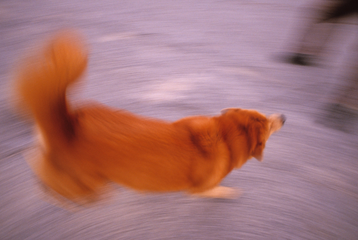 Why Do Dogs Spin in Circles? — Best Life – Best Life