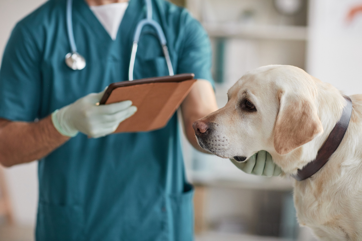 7 Reasons You Should Never Skip Your Dog's Annual Vet Visit — Best Life – Best Life