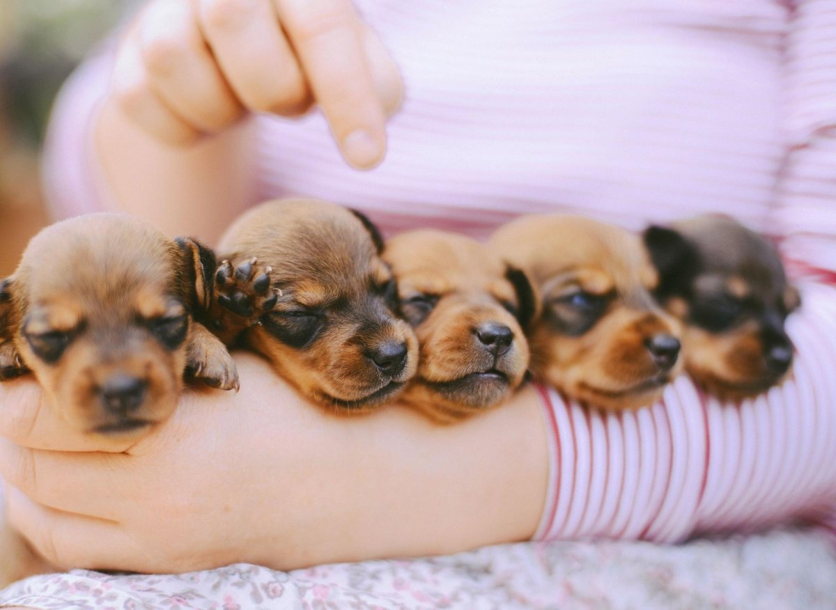 Top female dog names: Here are the world's 10 most popular female puppy names including Bella – The Scotsman