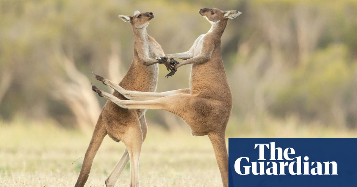 ‘They will get you in a headlock’: Australians warned off pet kangaroos after second death in 100 years – The Guardian