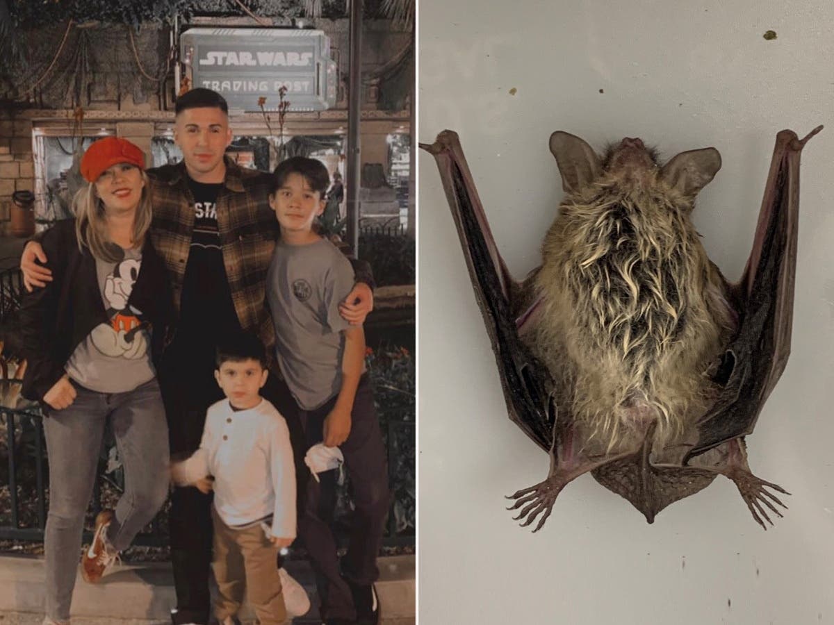 Bat Attacks Coachella Valley Mom In Her Bedroom, Sons Come To Her Aid – Patch