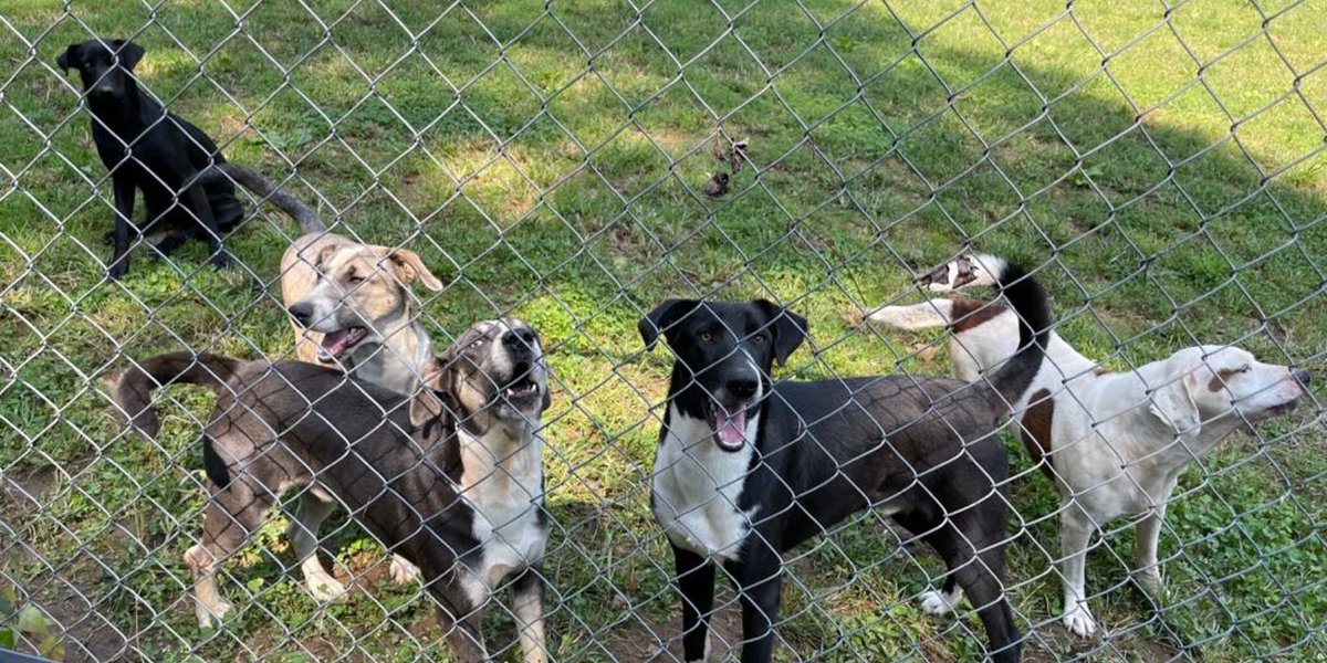 ARC rescues 27 of over 100 hoarded dogs from Virginia property – WYMT