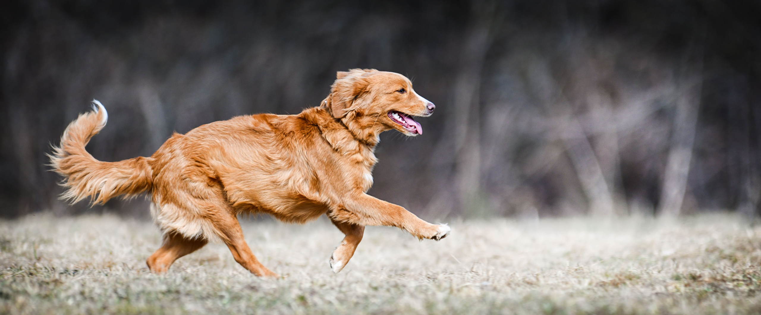 Syntr Health Technologies and HAPPYBOND team up to combat canine osteoarthritis – DVM 360