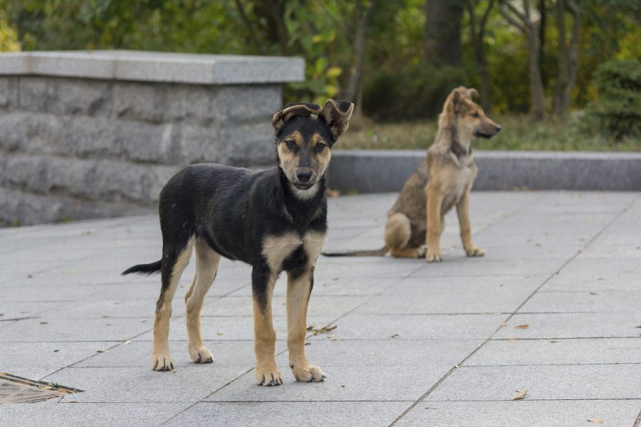 Thick human population, poor pet culture feed Kerala’s stray dog menace – The Federal