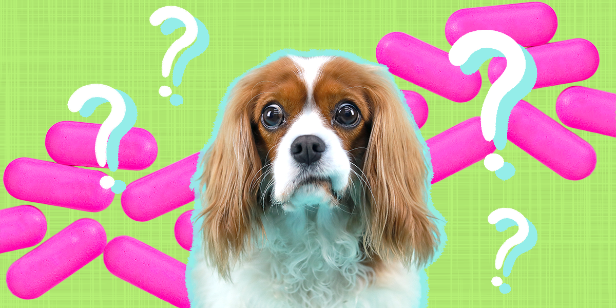 Here’s How Much Benadryl To Give Your Dog – The Dodo