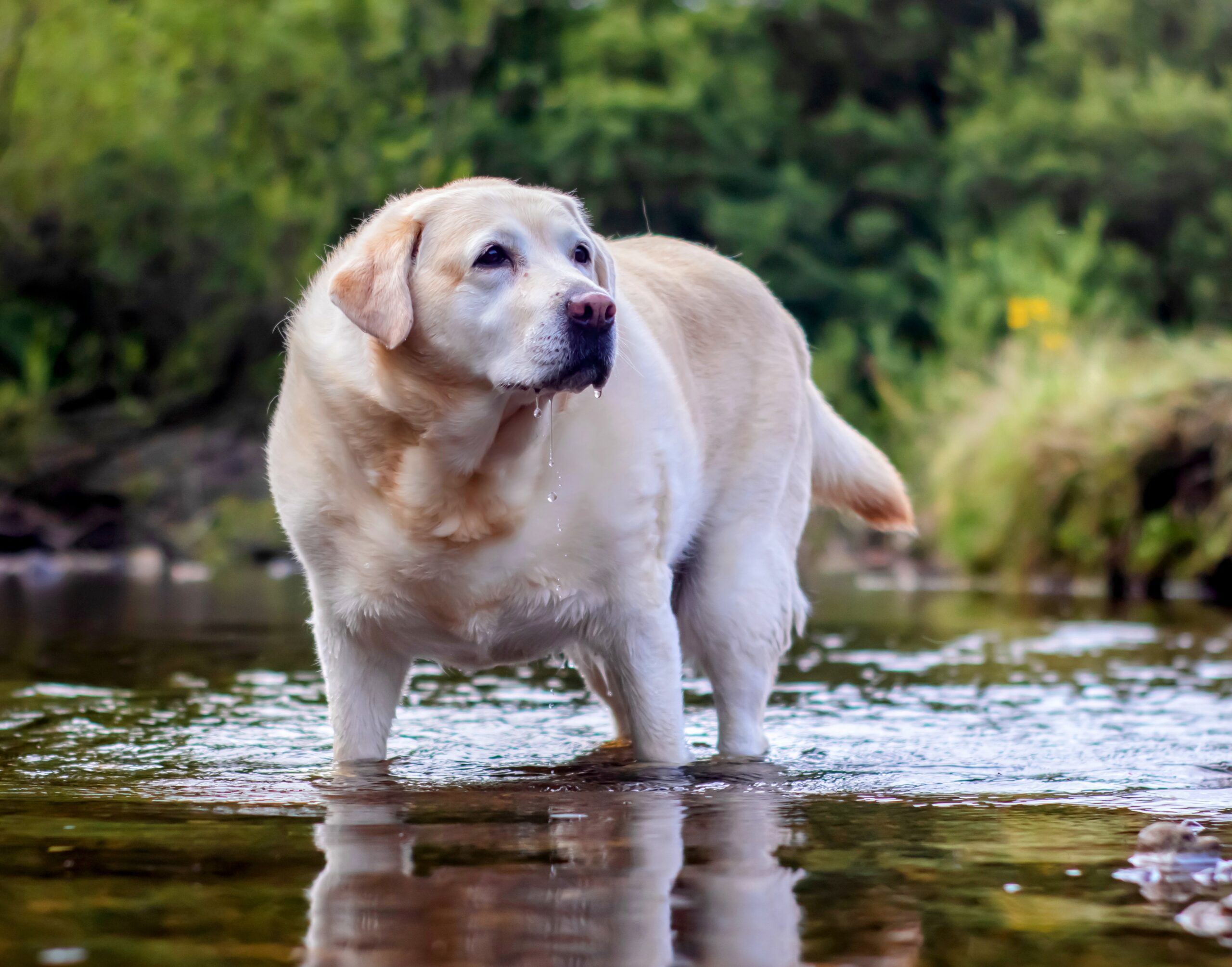 A diet rich in fiber and protein can help overweight dogs – Earth.com