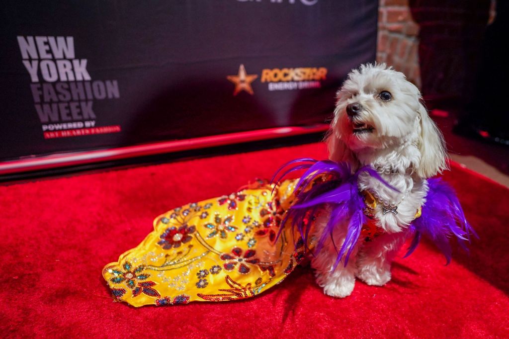 Exeter dog models Anthony Rubio designs for New York Fashion Week [Gallery] – Reading Eagle