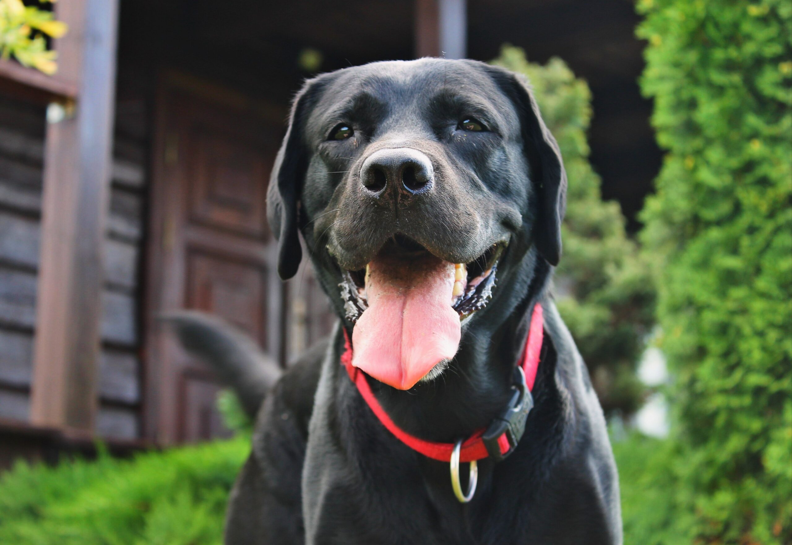 New Genetic Test Identifies Dogs' Risk of Common Ligament Rupture – University of Wisconsin School of Veterinary Medicine