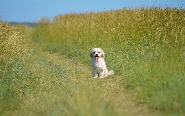 Dogtopia Attempts New Guiness World Record Title Tuesday – Alexandria Living Magazine