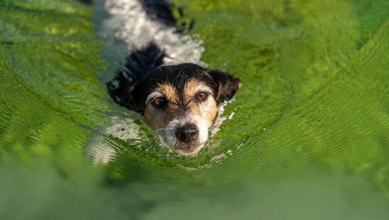 Algae Blooms Pose a Growing Threat to Dog Health – DogTime