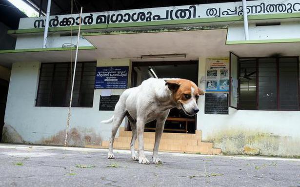 Health department to vaccinate vets, dog catchers – The Hindu