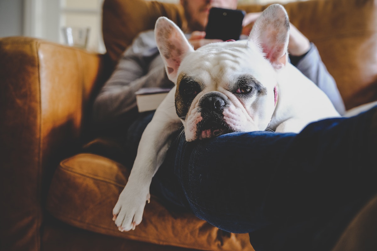 Why is my dog lazy? New research explains the frustrating answer – Inverse