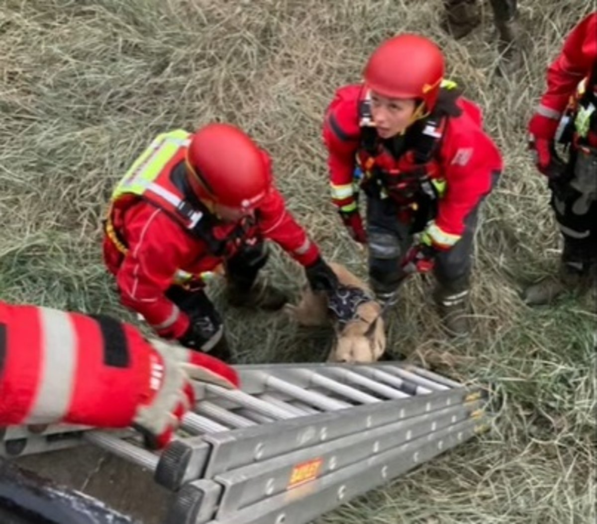 Lost dog rescued from river bank under Clifton Suspension Bridge – BristolWorld