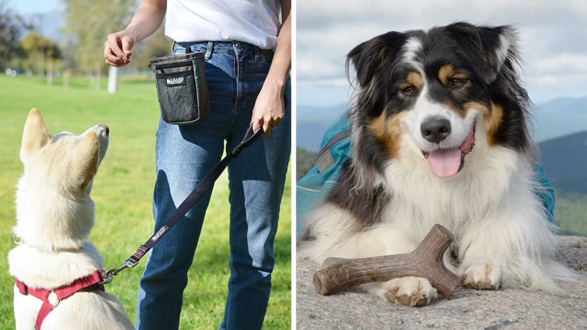 Trainers say these bad dog behaviors are actually easy to fix — & here's how – Mic