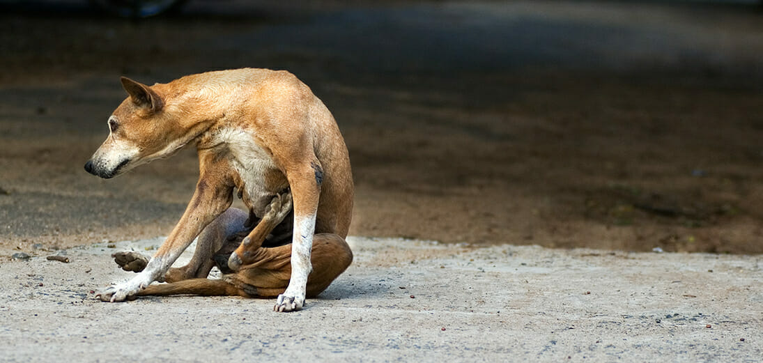 Pets in Chennai: How a welfare association is addressing key community concerns – Citizen Matters, Chennai