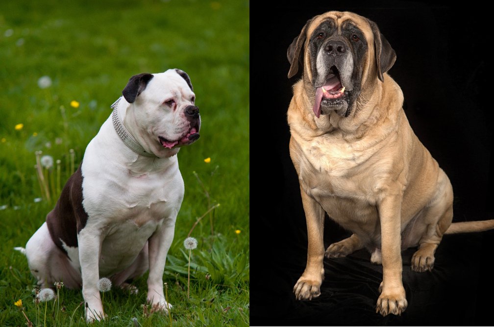 American Bandogge Dog Breed Pictures, Characteristics, and Facts – DogTime