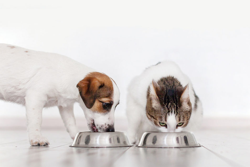 Combining formats to provide targeted nutrition – Pet Food Processing