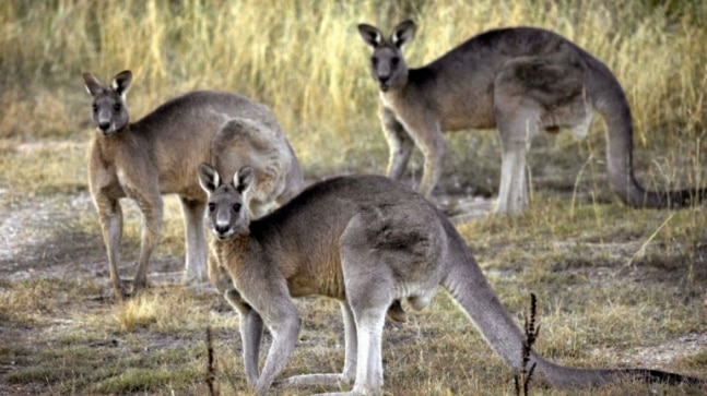 Australian man killed by kangaroo he kept as pet – India Today