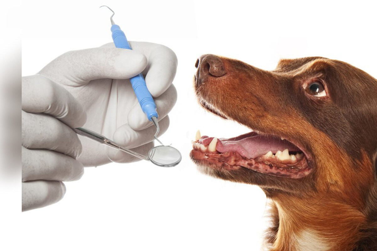 Dog dental care: How to treat toothaches and get a doggy dentist – TAG24 NEWS