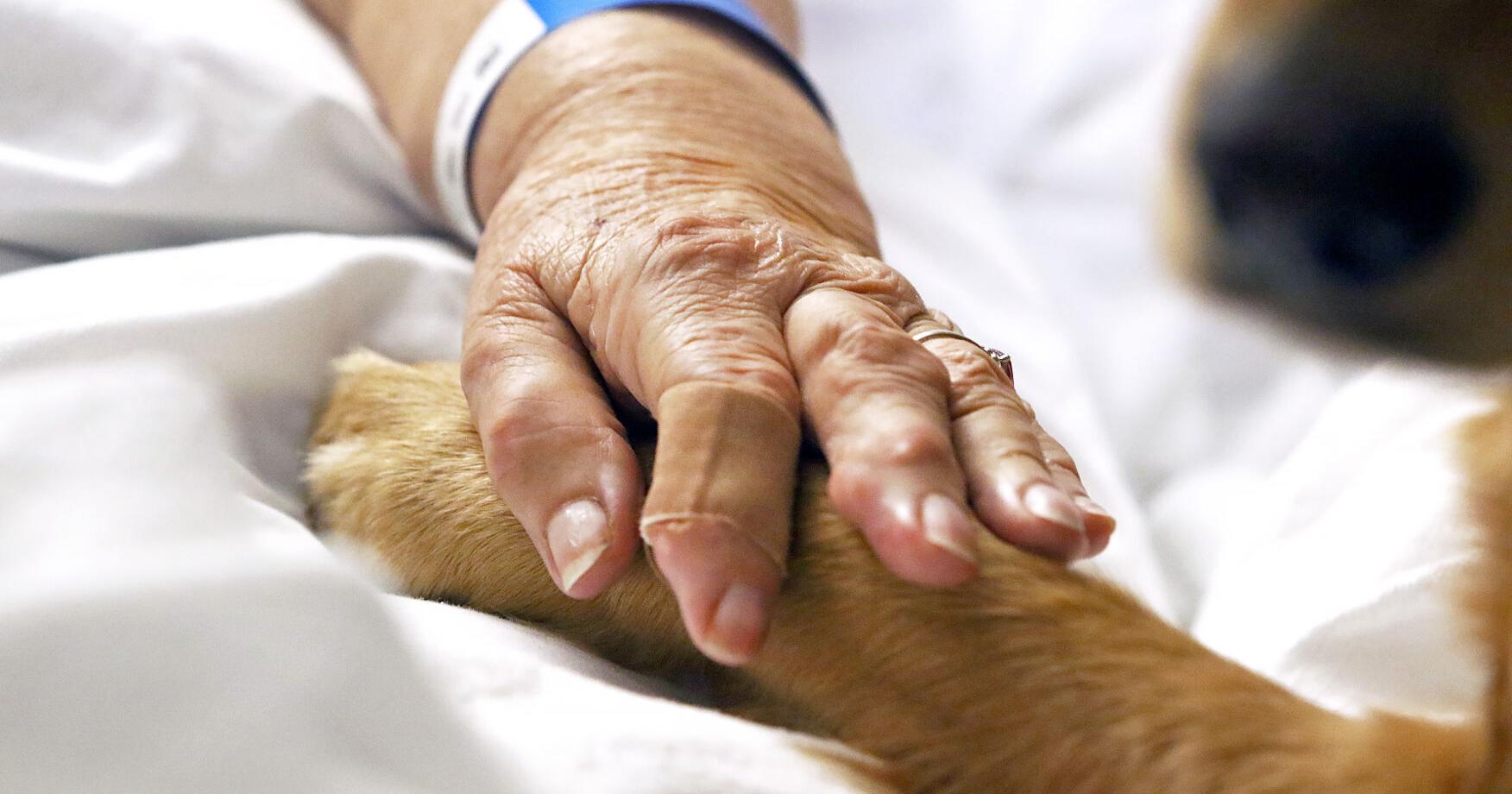 Using dog therapy as a new approach to patient care – NRToday.com