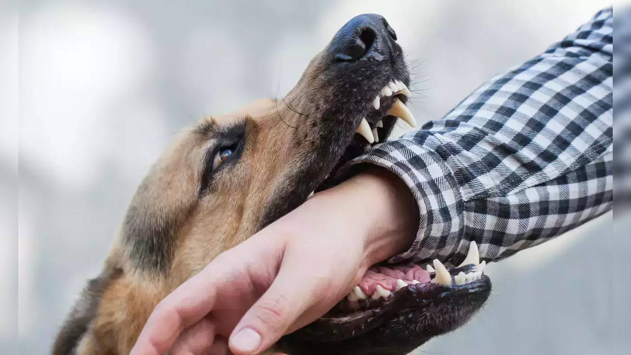 Dog bite cases on the rise: Here's why kids hide canine attack info from parents; rabies can cause death – Times Now