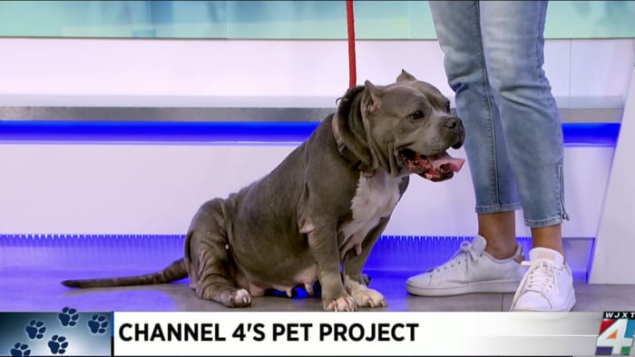 Pet Project: Meet Beanie – WJXT News4JAX