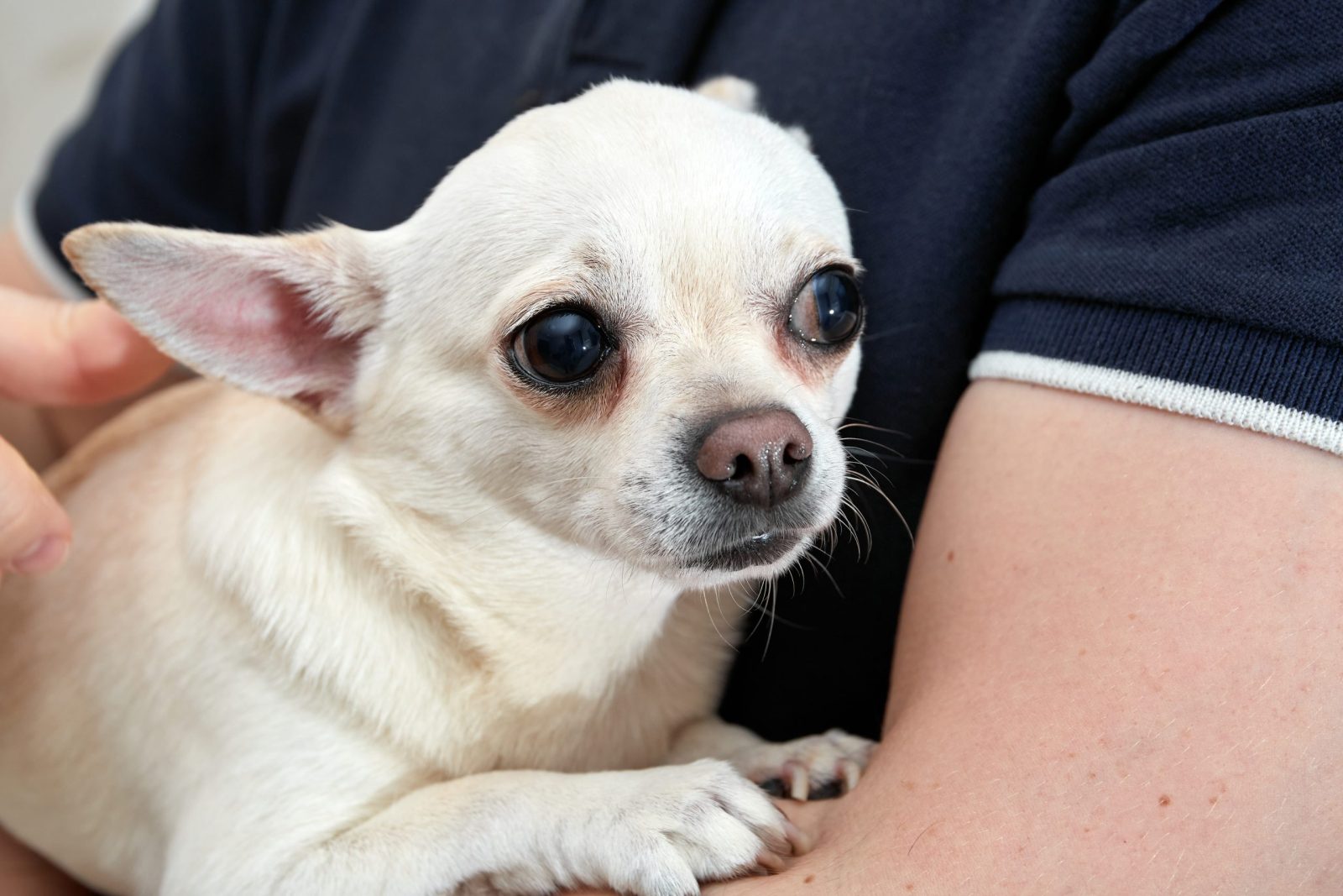 Dog Found Unconscious in the Street is Saved by Rescuers – One Green Planet