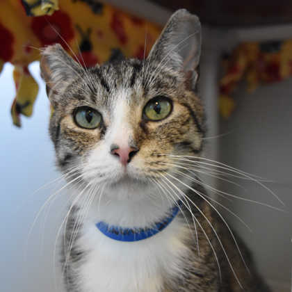 DCHS Featured Pet: Top Cat – Door County Pulse