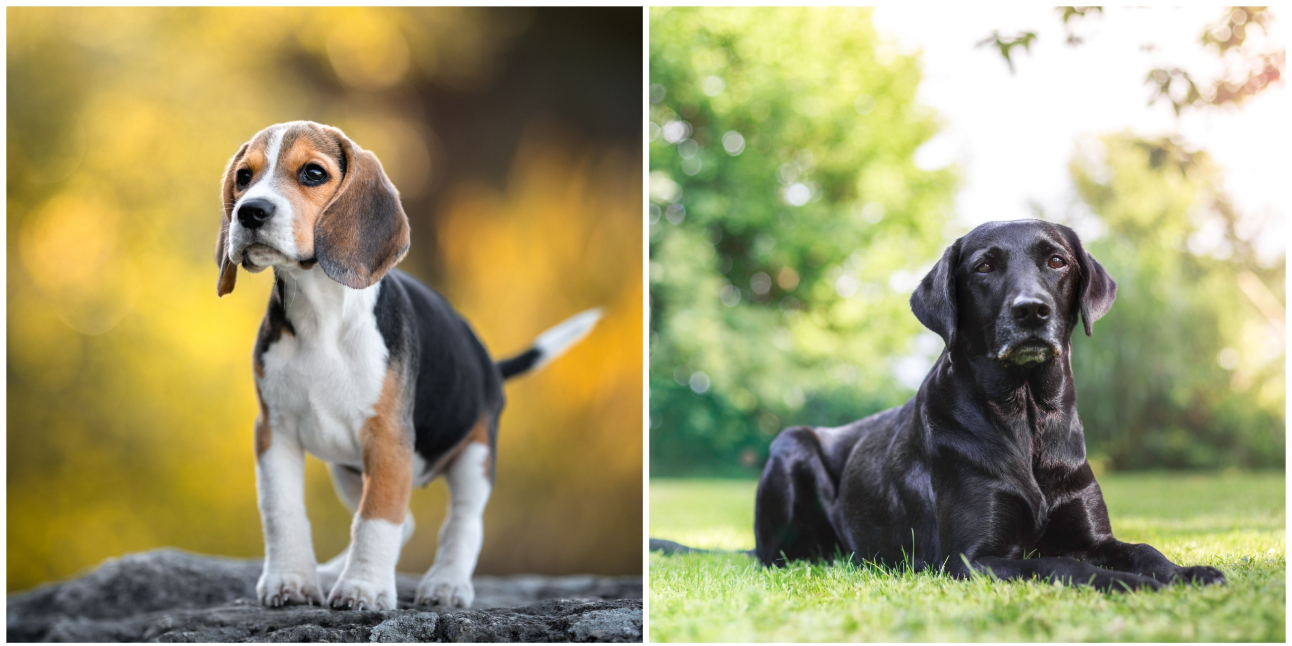 10 Safe Dog Breeds Least Likely to Bite, Nip and Snap – Country Living