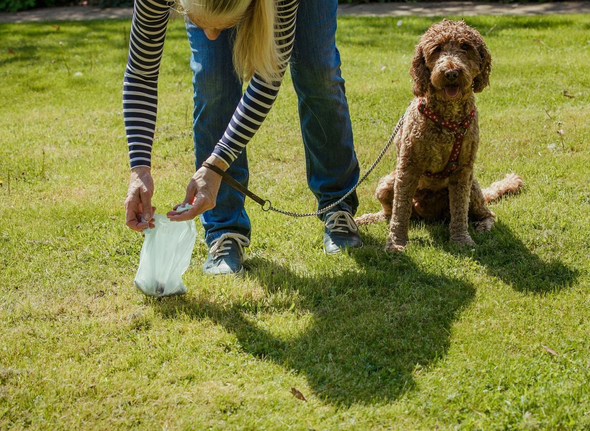 What your adorable dog's poop can tell you about their health – including colours that are warning signs – The Scotsman