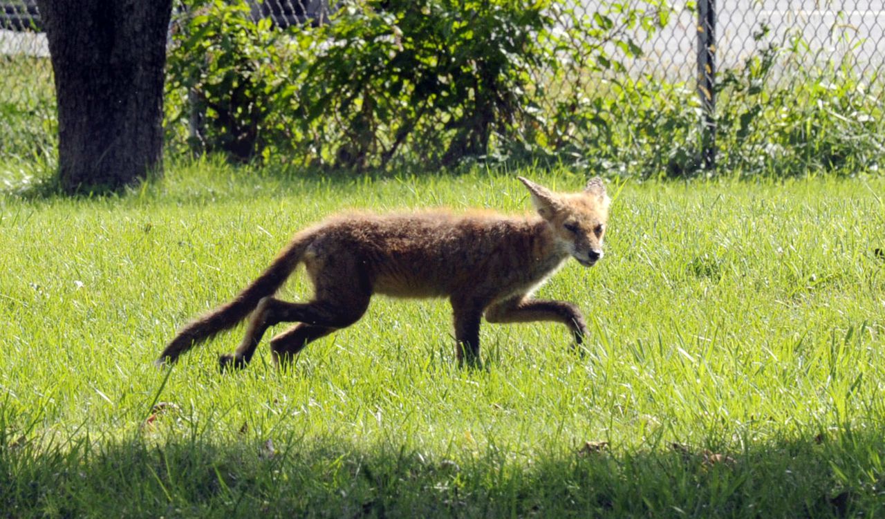 Dead rabid fox found in N.J. state park that remains closed, officials say – NJ.com