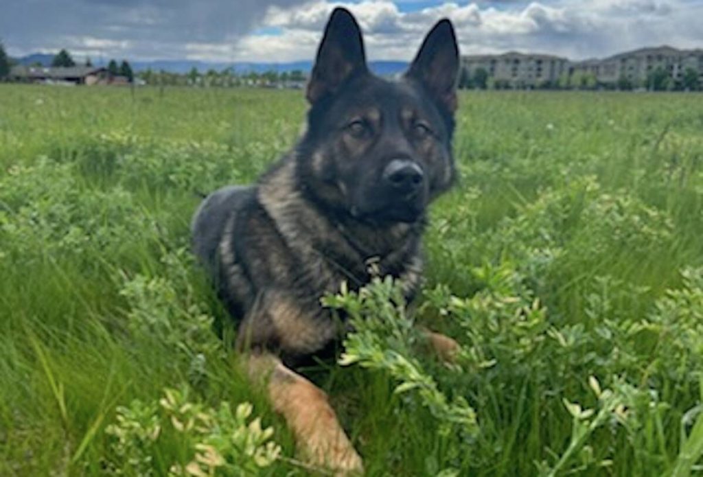 Kelowna run will honour police dog who gave his life to protect handler – Lake Country Calendar – Lake Country Calendar