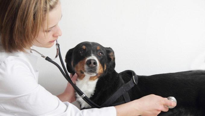 Fluid in the Chest in Dogs: Symptoms, Causes, & Treatments – DogTime