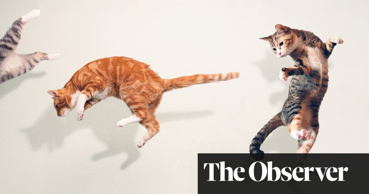 Is it time to end cats’ right to roam? – The Guardian