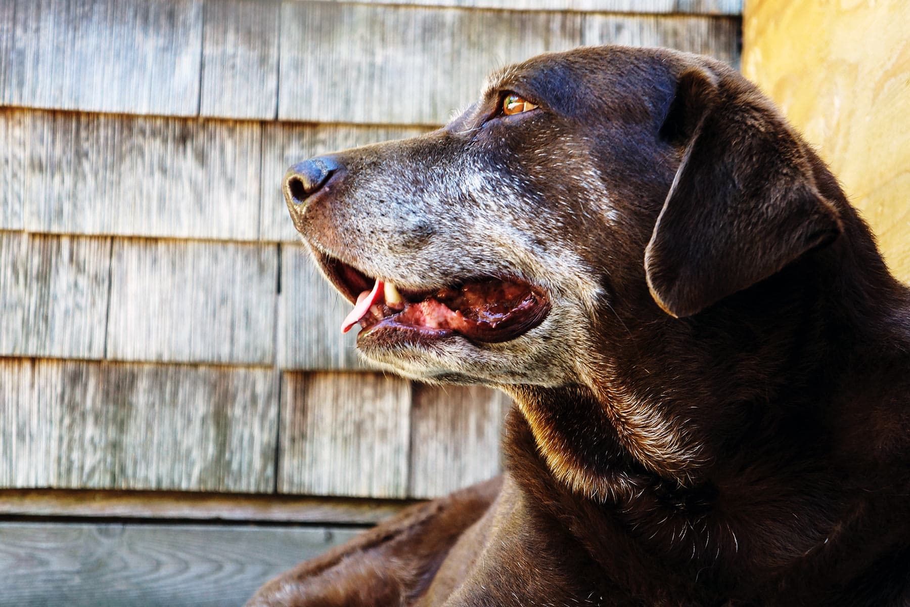 Like Humans, a Dog's Odds for Dementia Rises With Age – WebMD