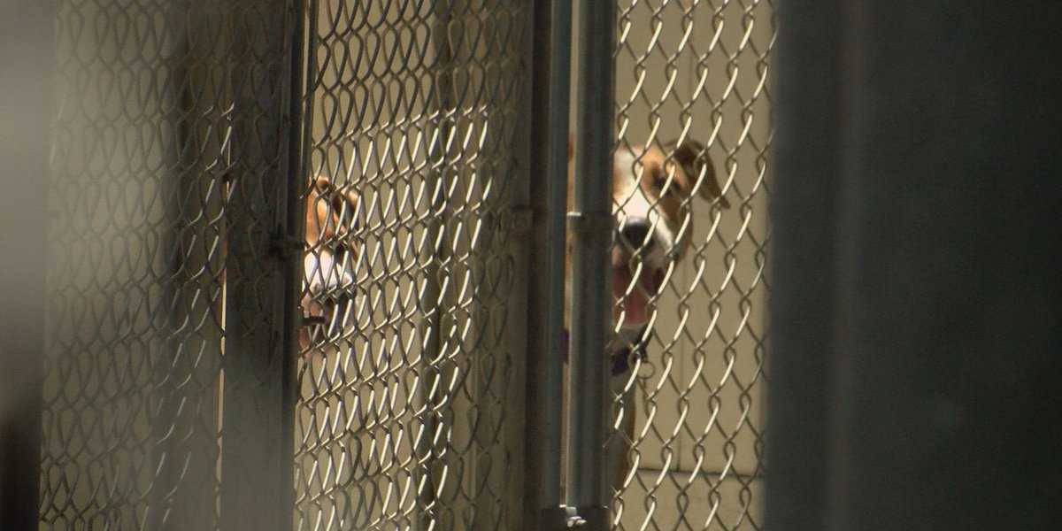 Humane society sees increase in animal surrenders as pet owners feel inflation's squeeze – Hawaii News Now