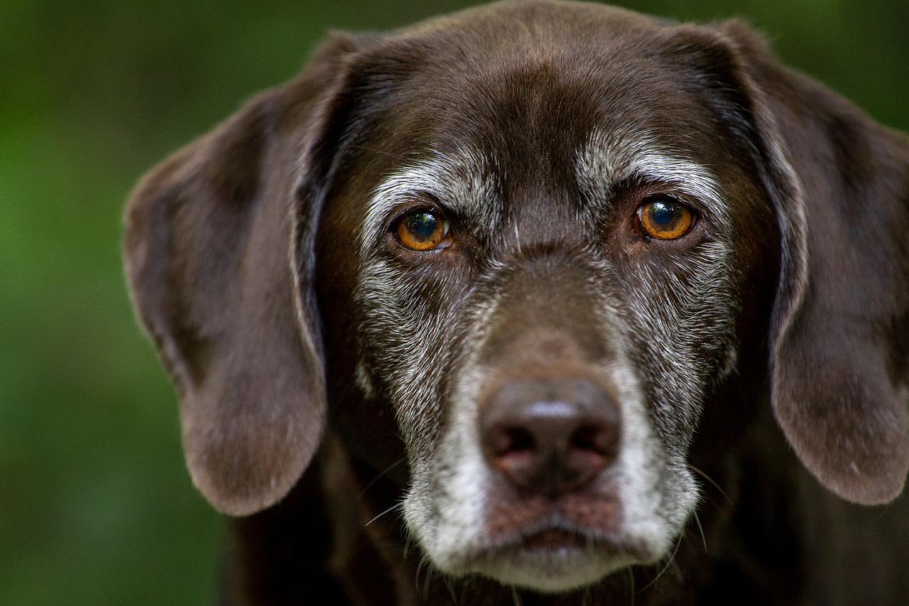 Doggie dementia risk rises each year after age 10, study finds. Here’s what to look for – Boston News, Weather, Sports | WHDH 7News