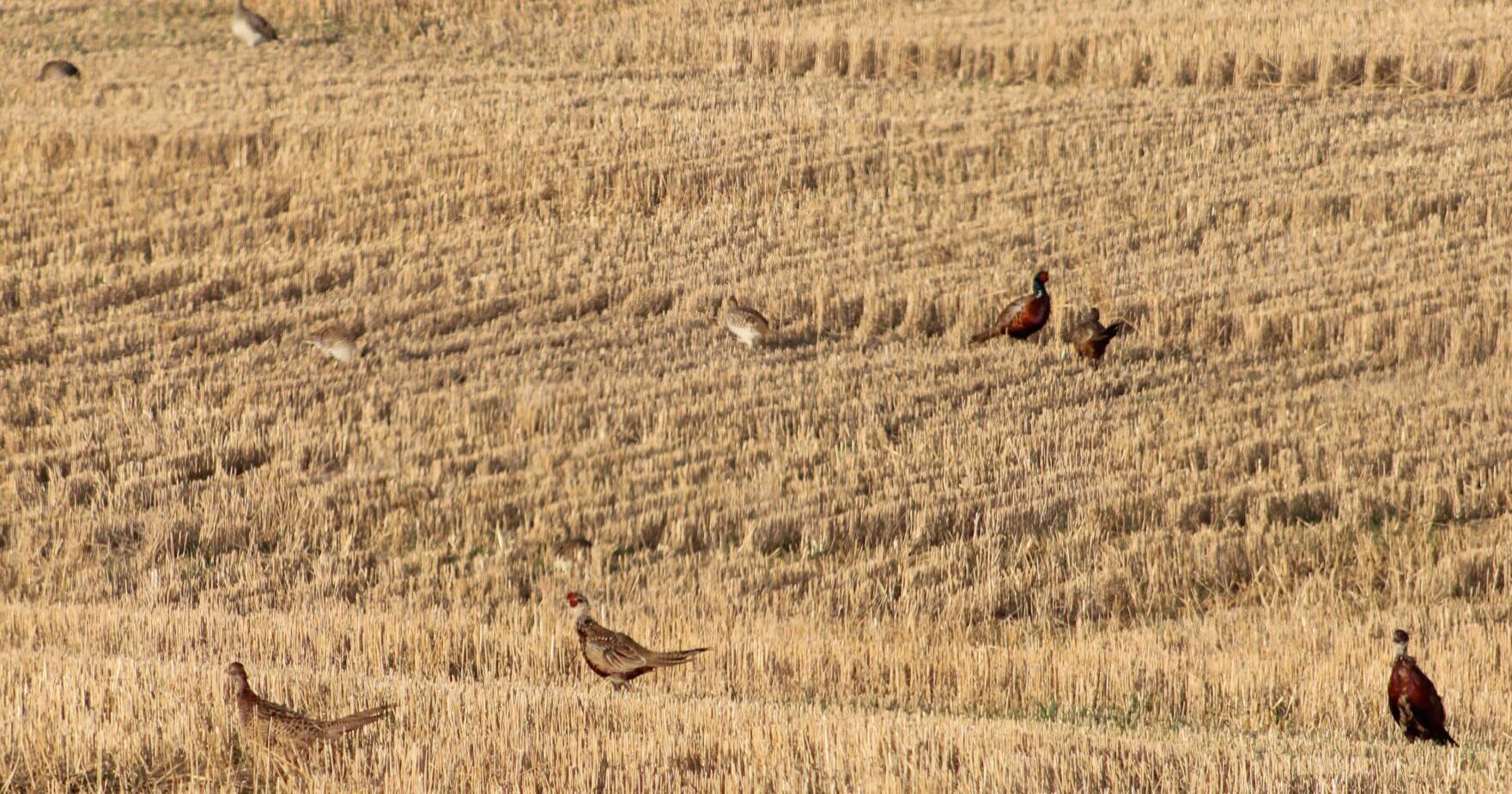 The ultimate upland checklist | Outdoors | capjournal.com – The Capital Journal