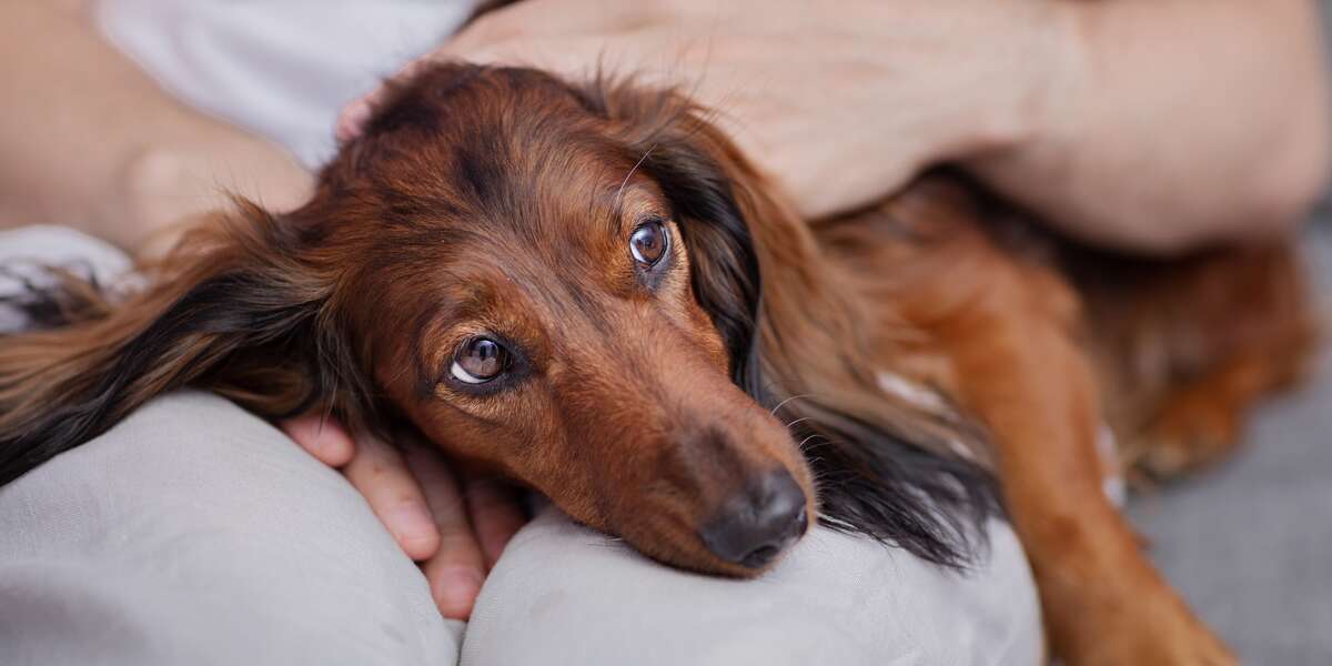 What To Know About The Mystery Illness That Was Hurting Dogs – The Dodo